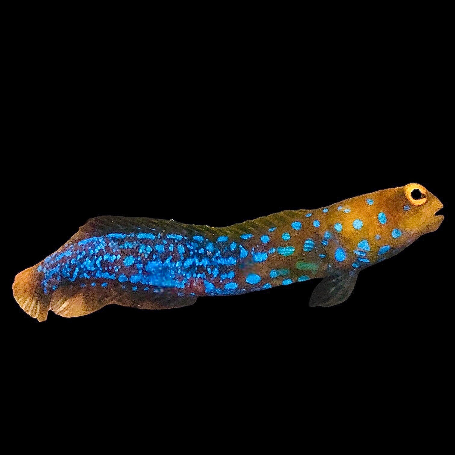 Aquarium Conditioned-Blue-spotted Jawfish