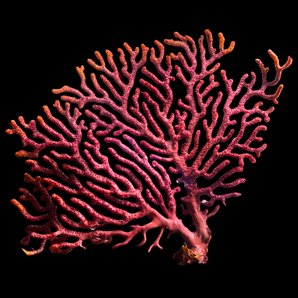 Anthogorgia Bicolor Gorgonian