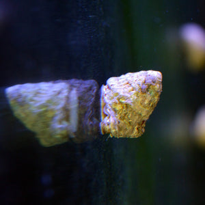 Astrea Snail-Eat Algae (Popular)