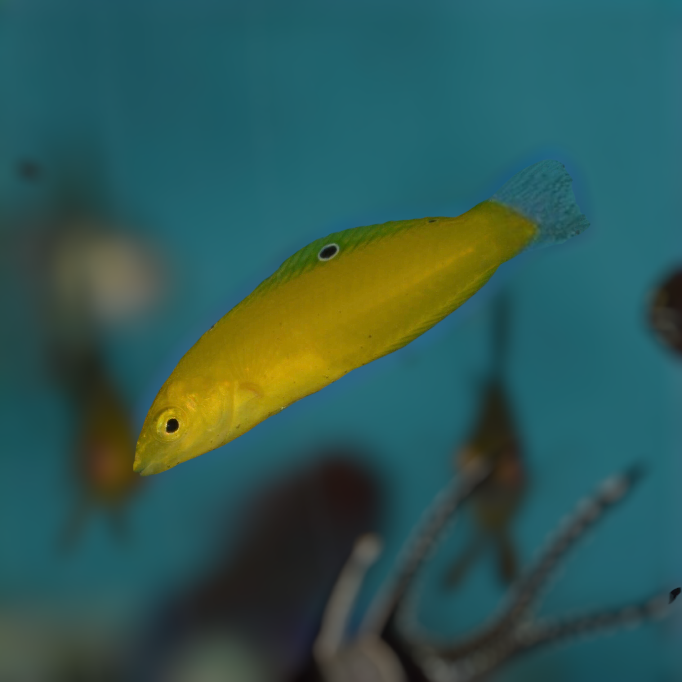 Aquarium Conditioned-Yellow Wrasse
