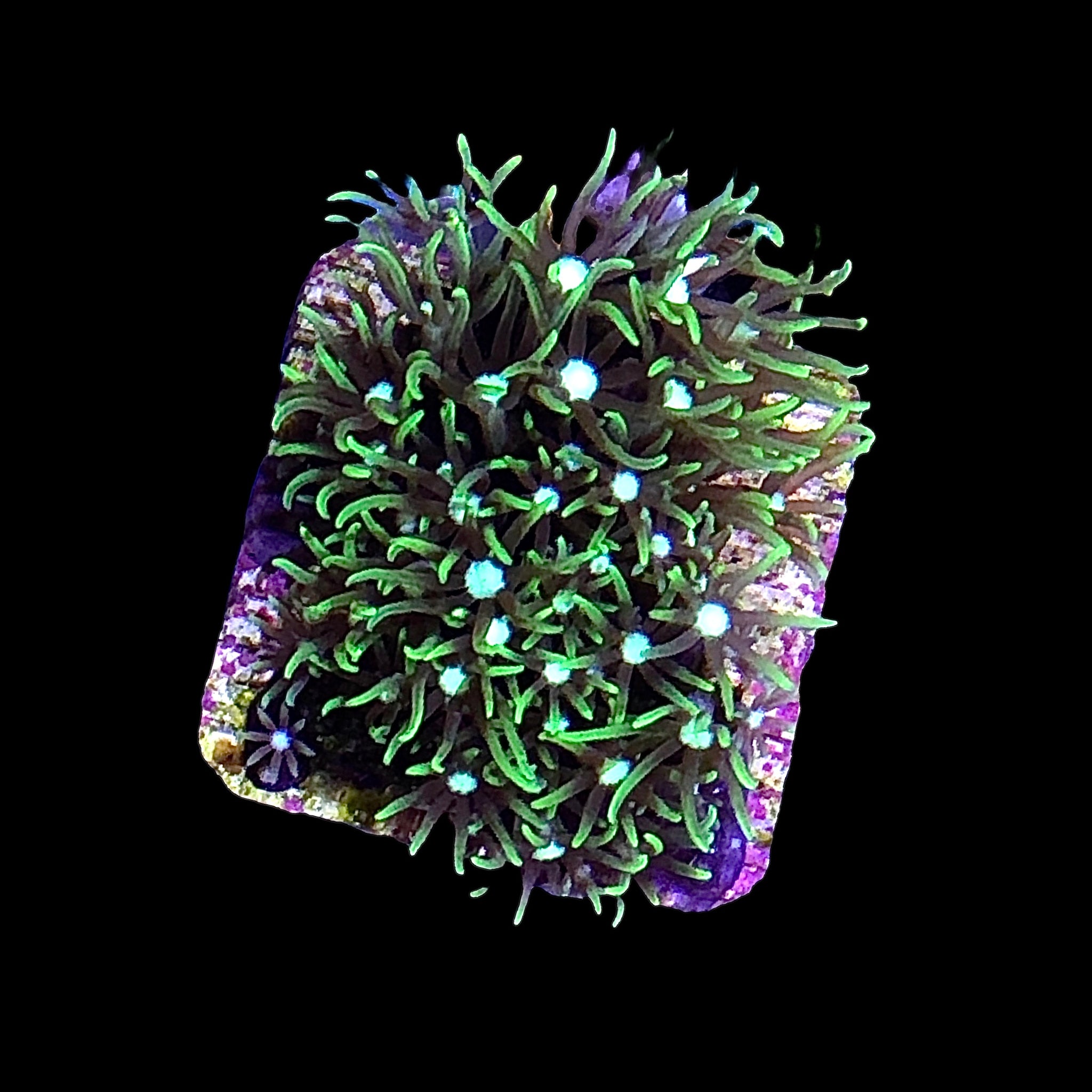 Soft Coral Frags – Alyssa's Seahorse Savvy