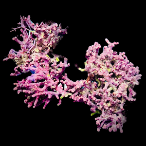 Branching Purple Coralline Algae