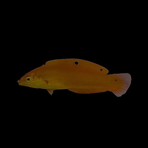 Aquarium Conditioned-Yellow Wrasse