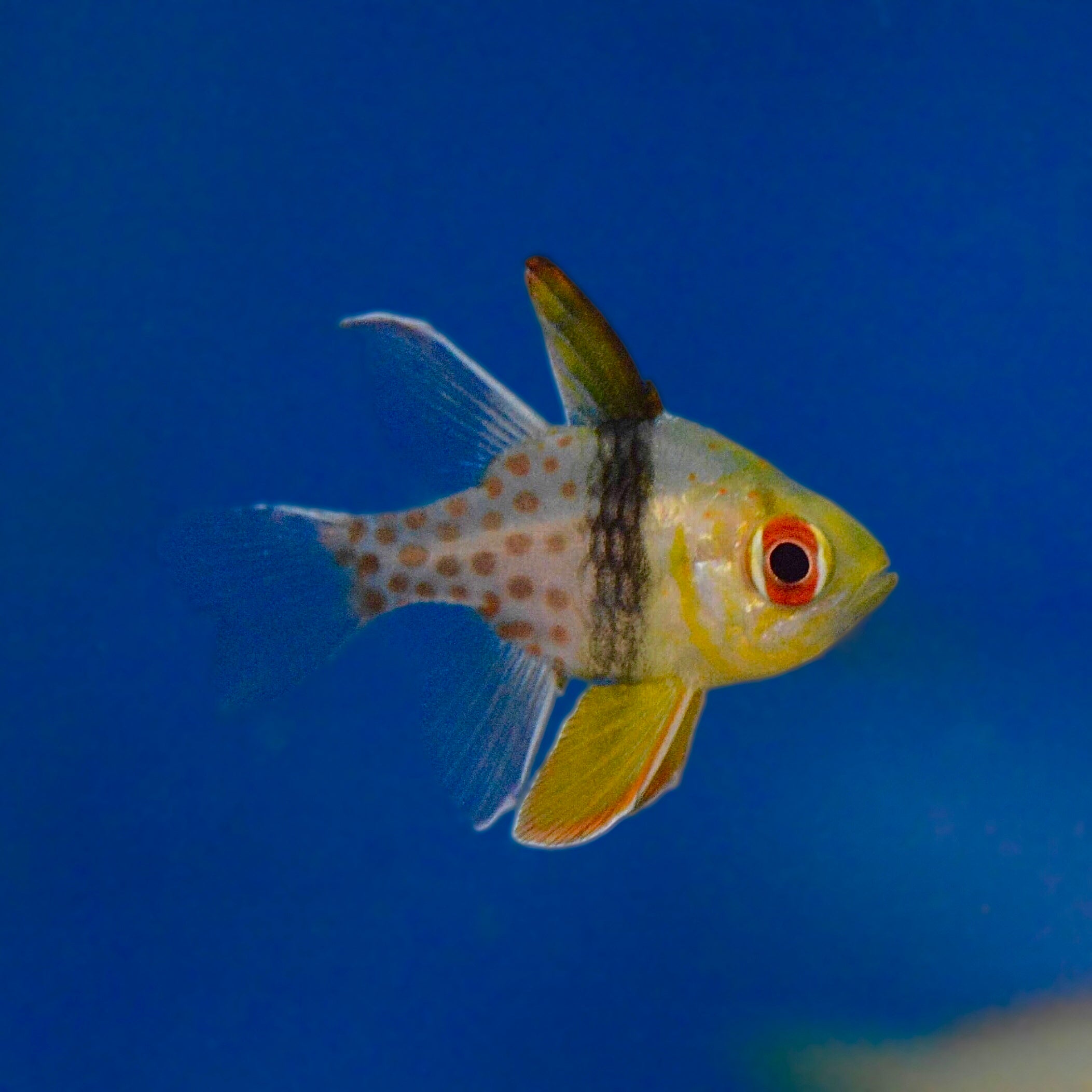 Aquarium Conditioned Pajama Cardinalfish