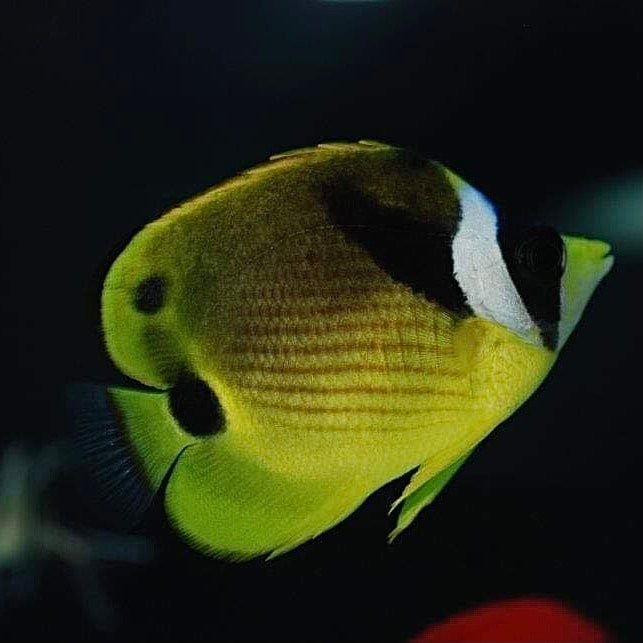 Aquarium Conditioned-Racoon Butterflyfish