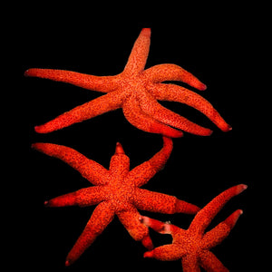 Dark Red Starfish