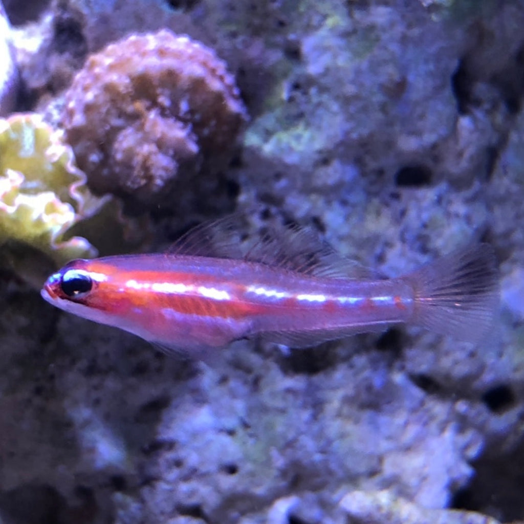 Aquarium Conditioned-Shoaling Masked Goby