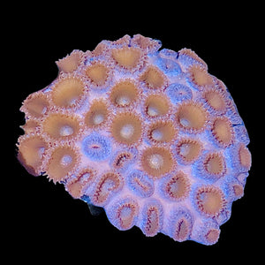 Caribbean Zoanthid Sea Mat