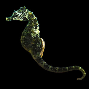 WYSIWYG Captive Bred Northern Hippocampus Erectus Seahorse-Female (Large Adult) #12