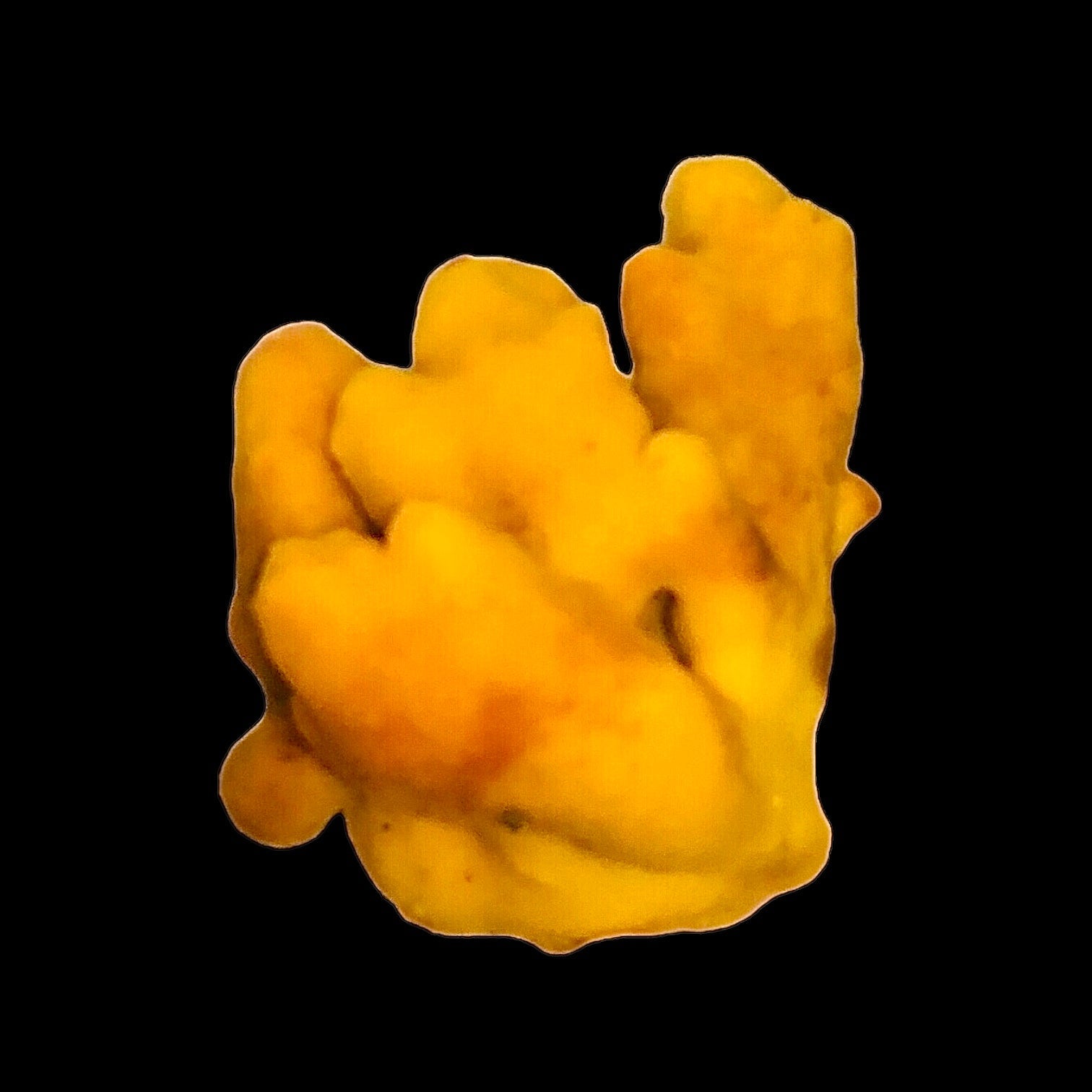 Smooth Yellow Encrusting Sponge (Large Size)