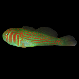 Aquarium Conditioned-Green Clown Goby