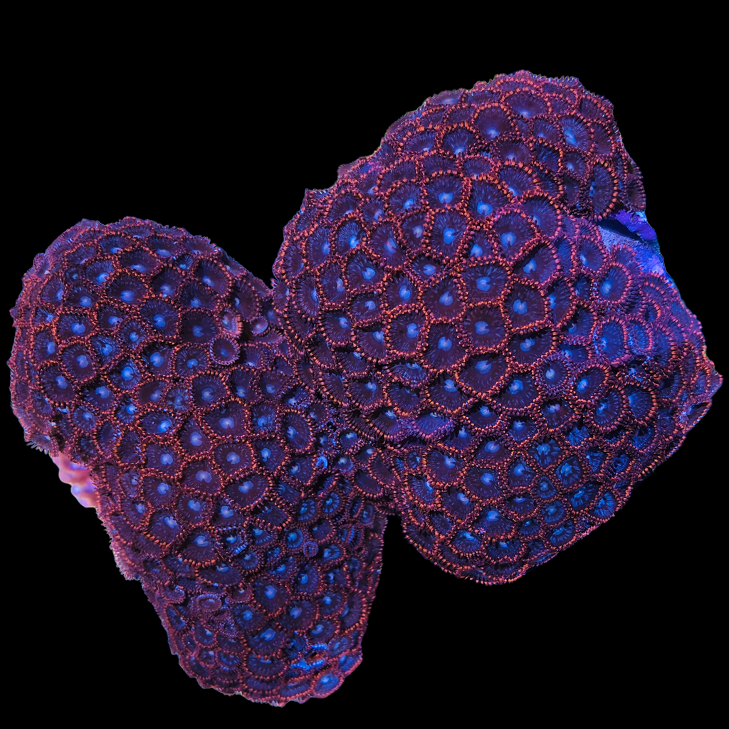 WYSIWYG-Burning Red Zoanthids- X-Large Colony