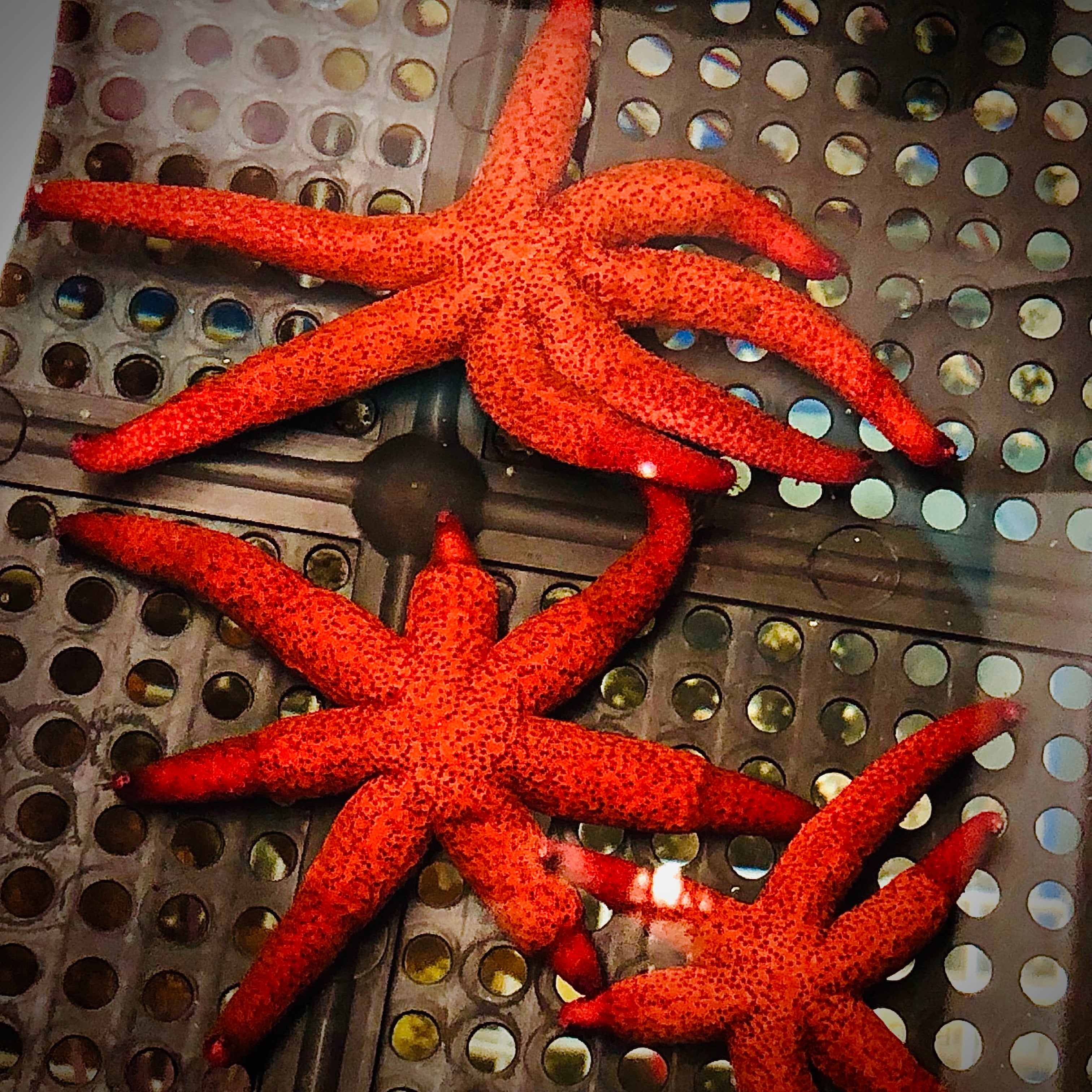 SPECIAL-Dark Red Starfish