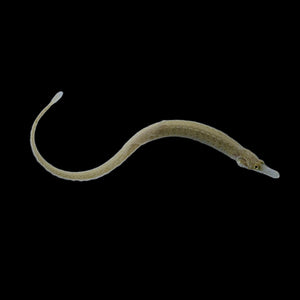 Gulf Pipefish