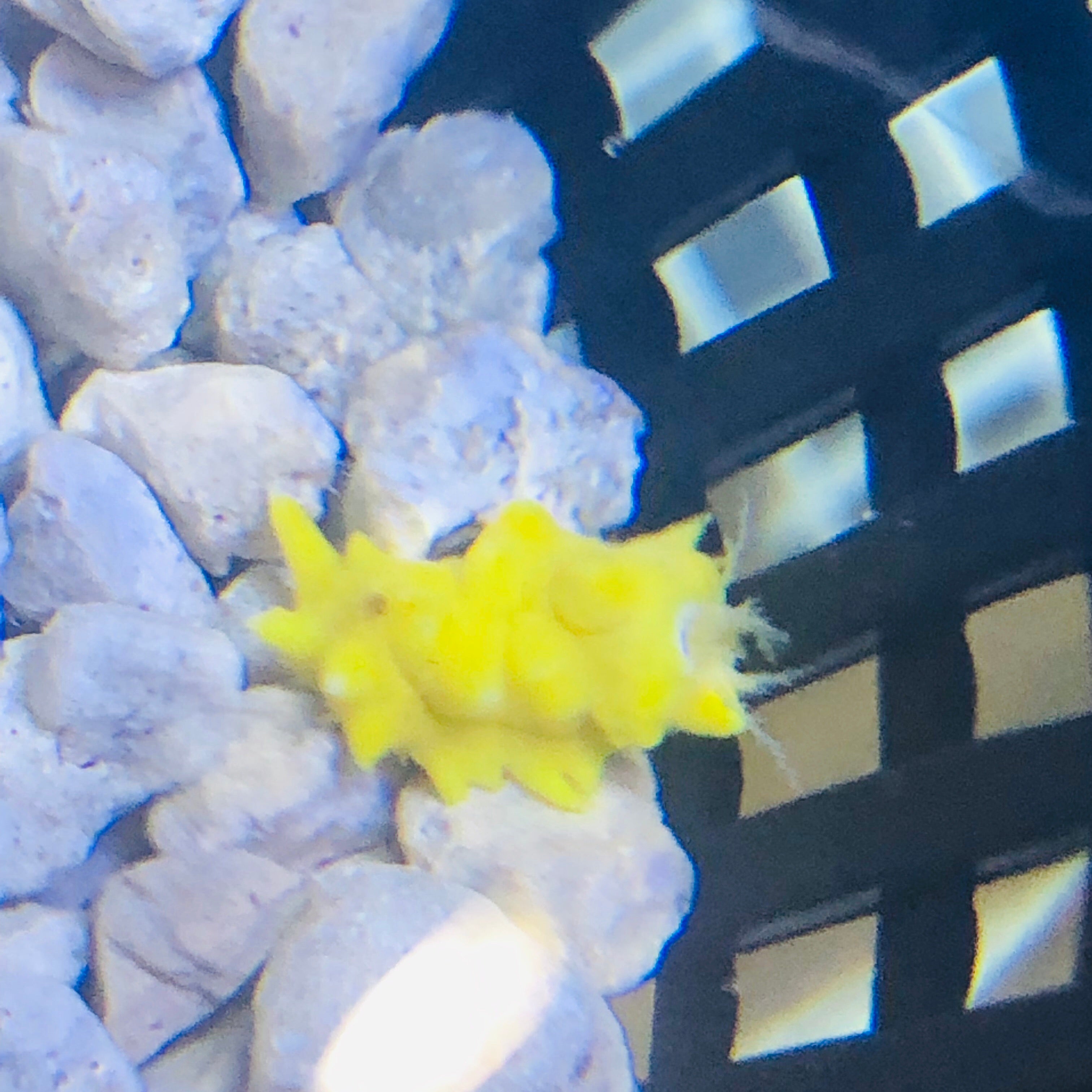 Bright Yellow Filter Feeding Cucumber (Nano Size)