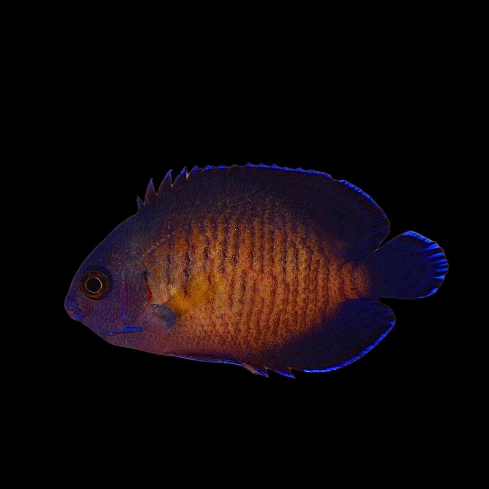 Aquarium Conditioned-Coral Beauty Dwarf Angelfish