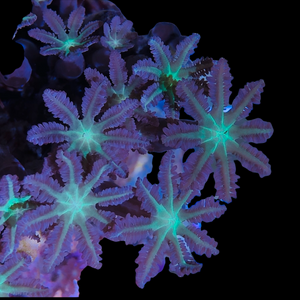 Neon Green Clove Polyps (Very Popular)