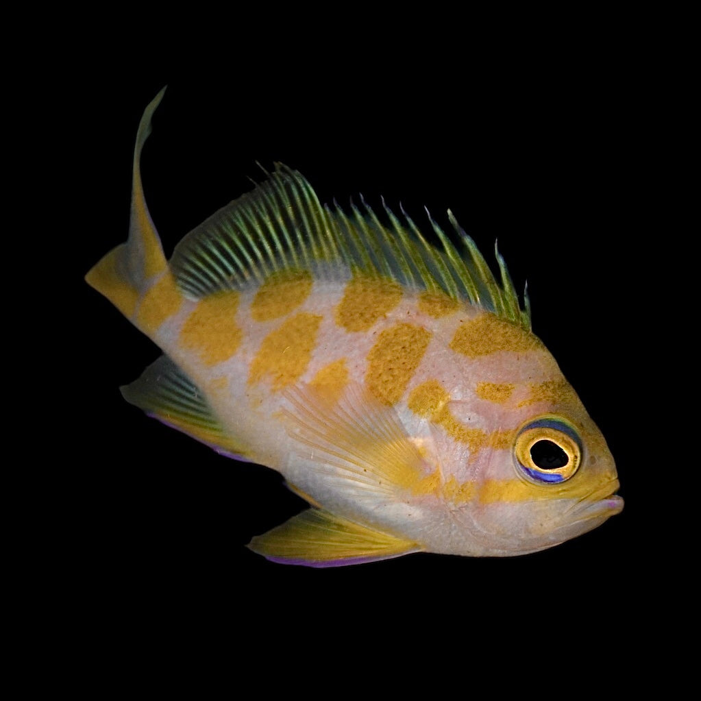 Deepwater Blotched Borbonius Anthias