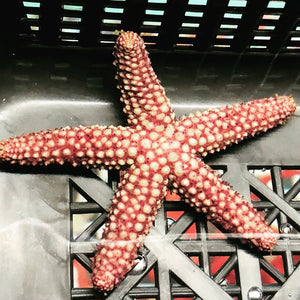 NEW ARRIVAL Conical Starfish-Reef Safe (Small Size)