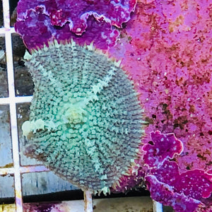 WYSIWYG Mint Rhodactis Mushroom Coral