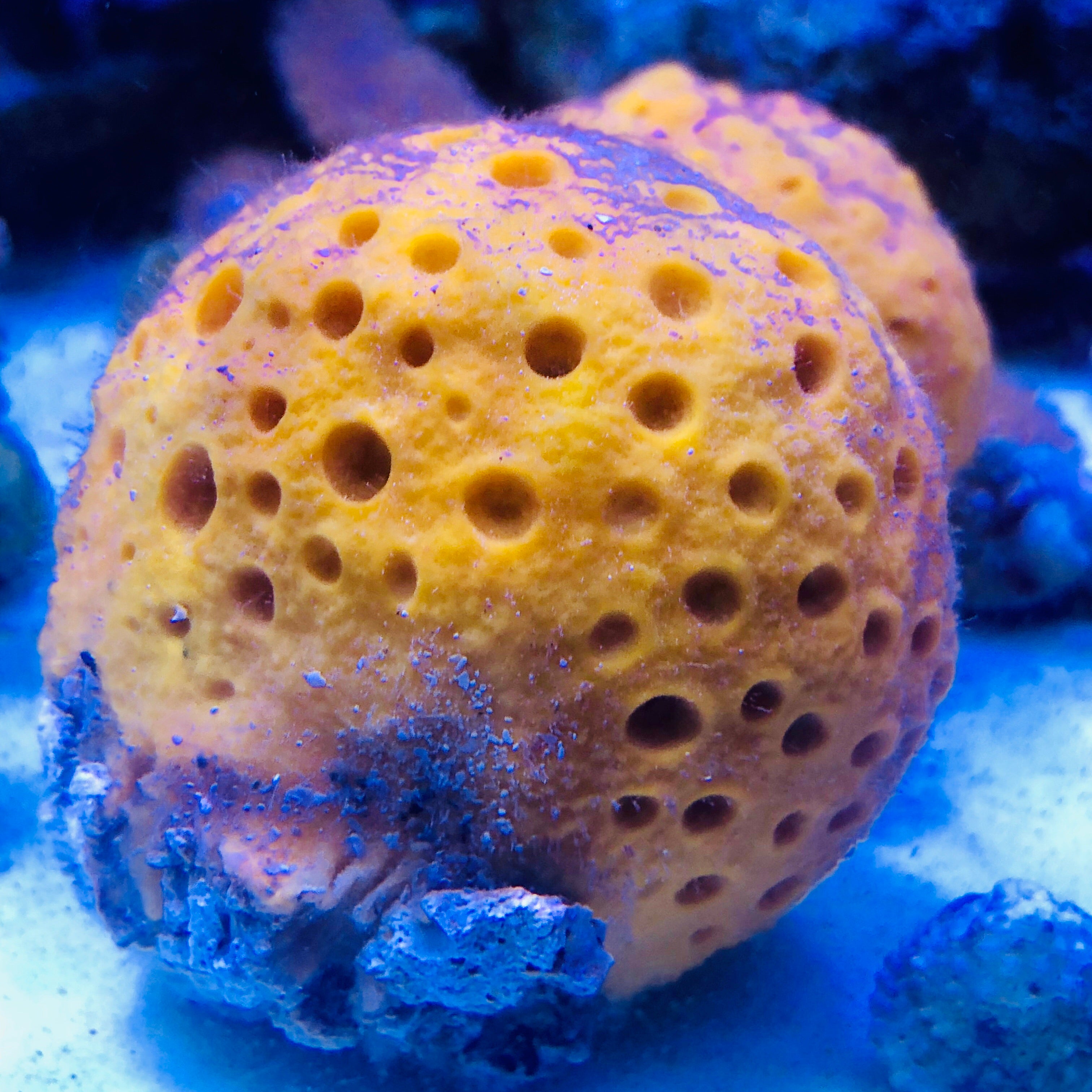 Yellow Ball Sponge – Alyssa's Seahorse Savvy