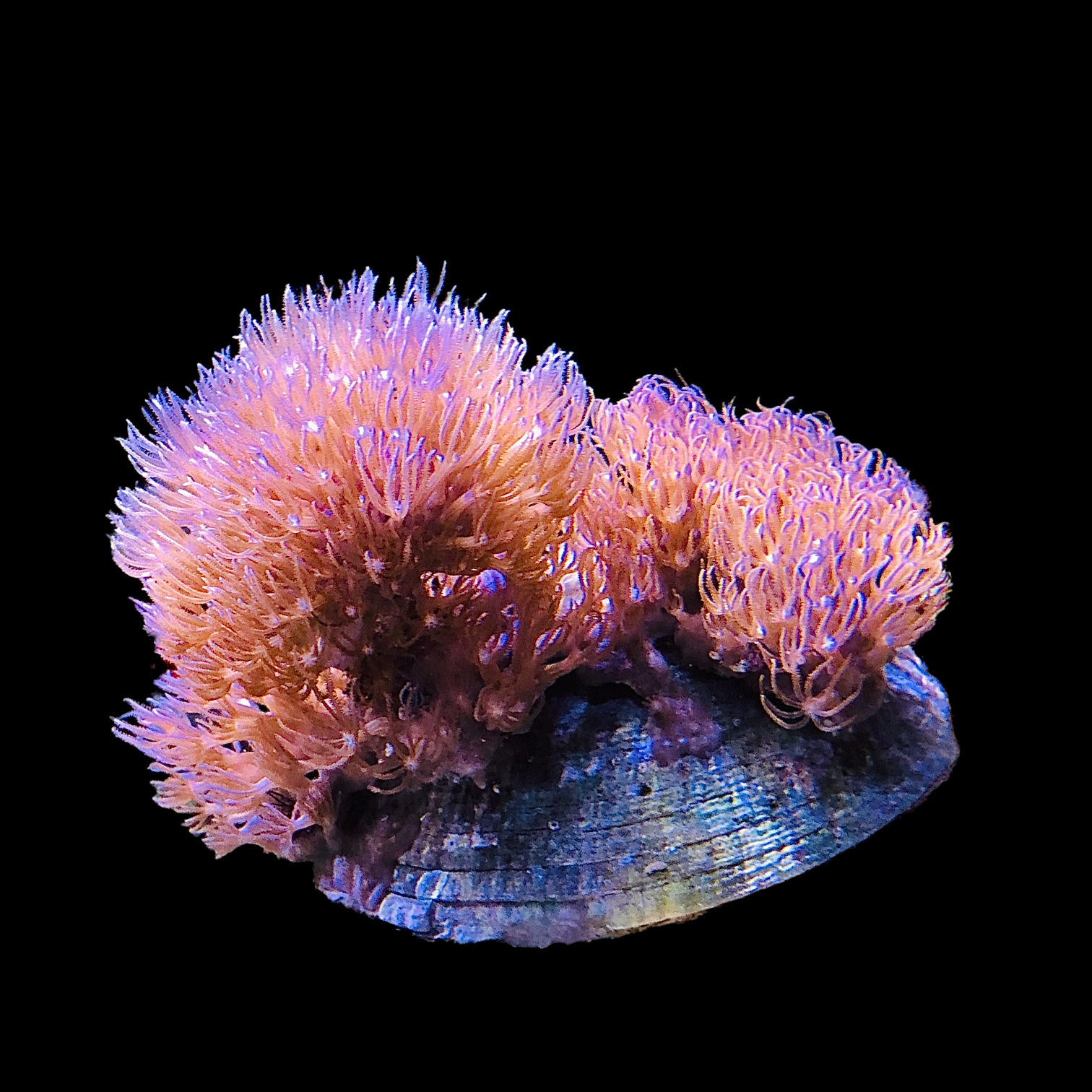 sea coral】digital slim fluffy origin Dyson Digital Slim™ Fluffy