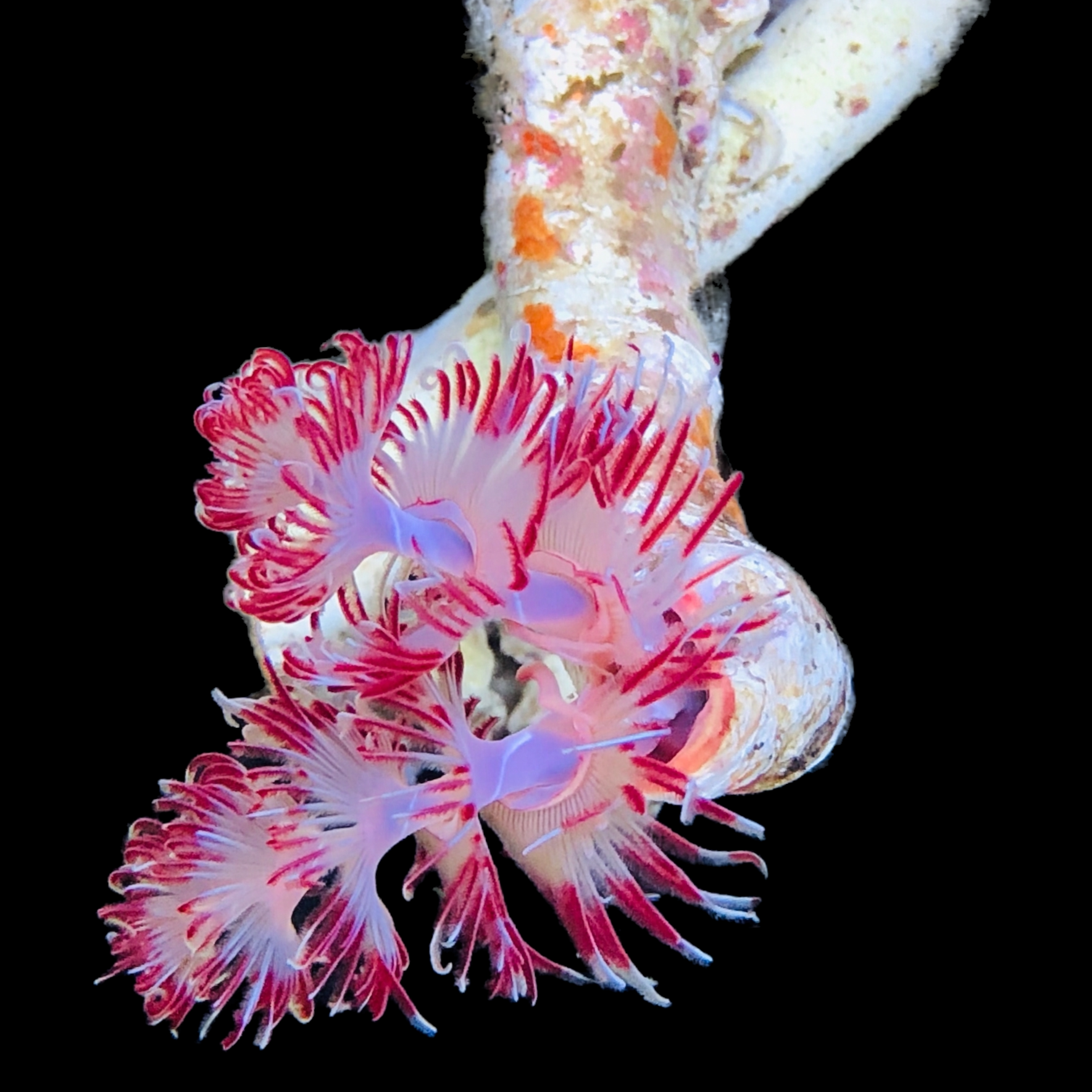 Red Coco Tube Worm (Popular)