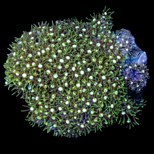 WYSIWYG Neon Green Star Polyps Coral Colony