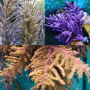 2 Pack Specials-One Purple Frilly and One Purple Bottle Brush-Photosynthetic Gorgonians