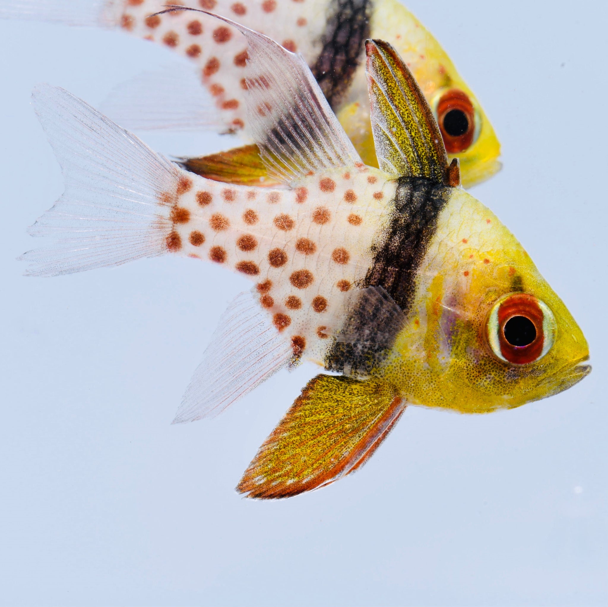 Aquarium Conditioned Pajama Cardinalfish School of 3 Alyssa s Seahorse Savvy