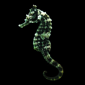 Captive Bred Dark Saddled Hippocampus Erectus Seahorse-Female #47