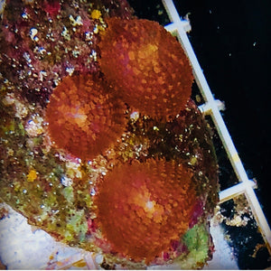 WYSIWYG Orange Rhodactis Mushroom Coral Colony