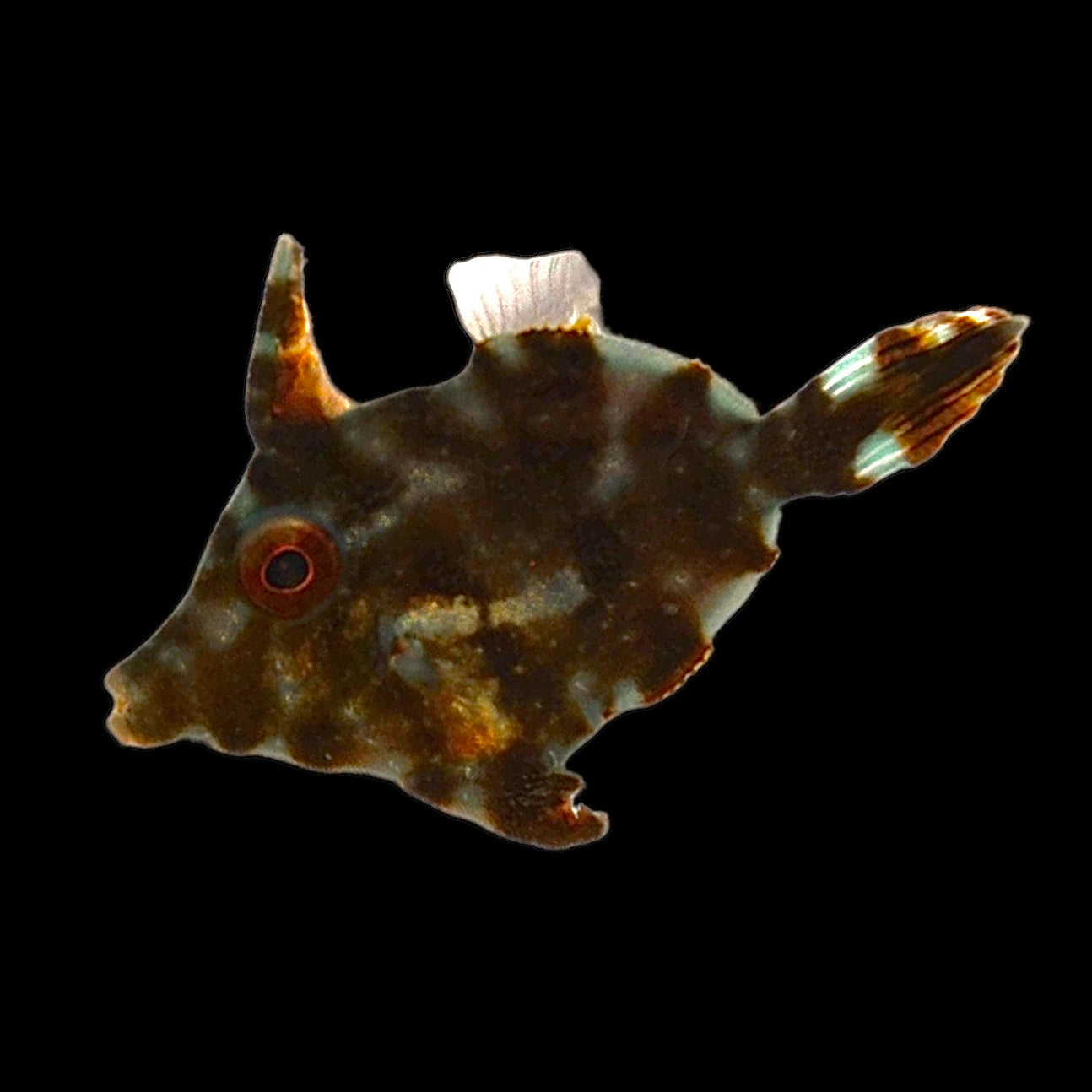 Matte Filefish Aquarium Conditioned-Aiptasia Eating Filefish (Matted Filefish ...