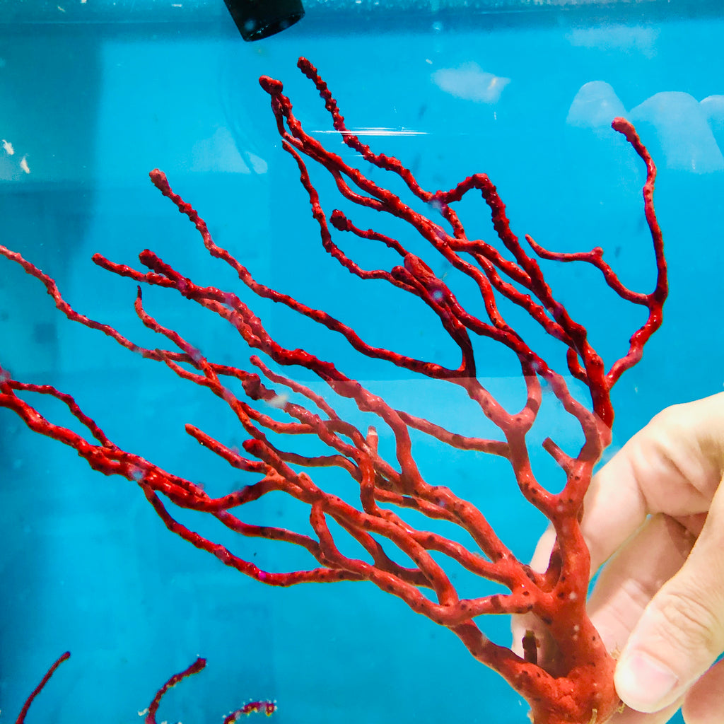 WYSIWYG-Large Red Finger Gorgonian