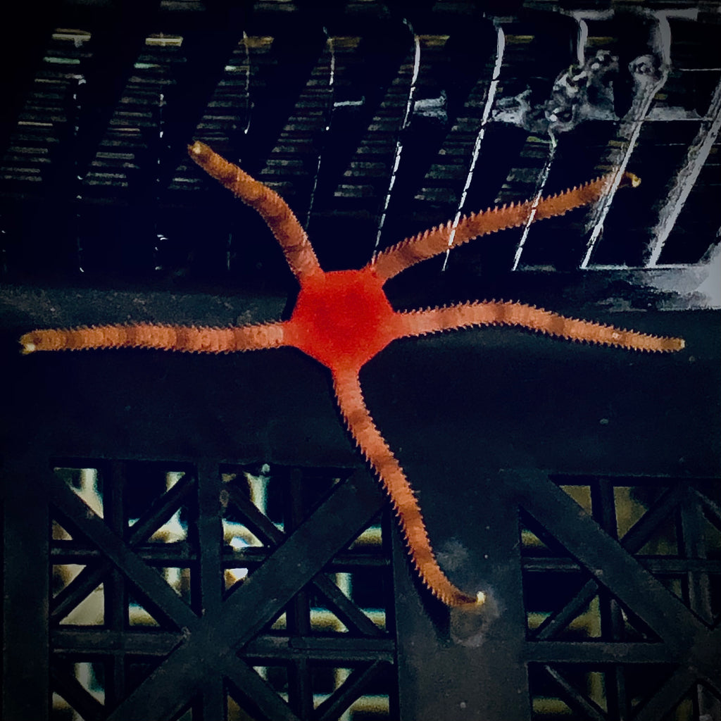 Red Disk Serpent Starfish