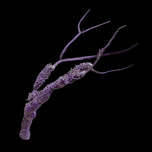 Encrusting Gorgonian with Purple Ribbon Gorgonian-Photosyntheic
