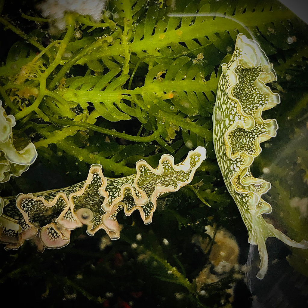 SPECIAL-4 Pack Lettuce Nudibranch