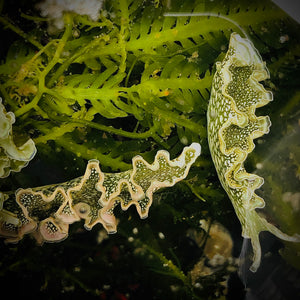 SPECIAL-2 Pack Lettuce Nudibranch