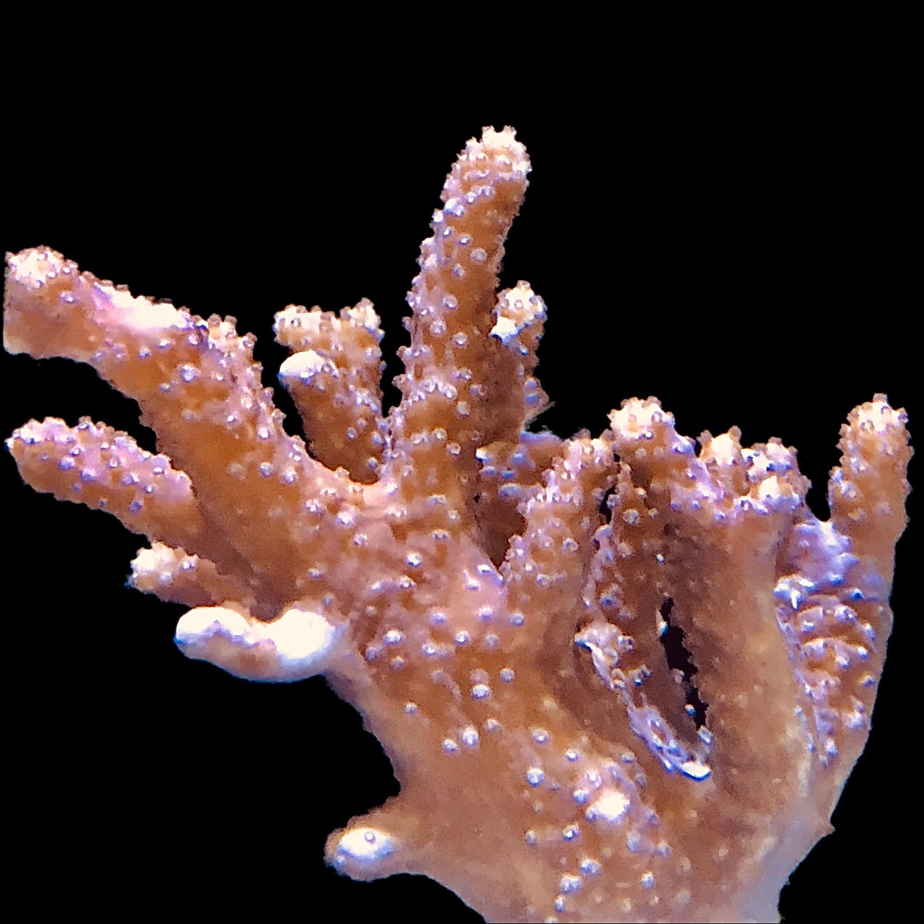 Fuzzy Lobophytum Branching Leather Coral-ORA Aquacultured
