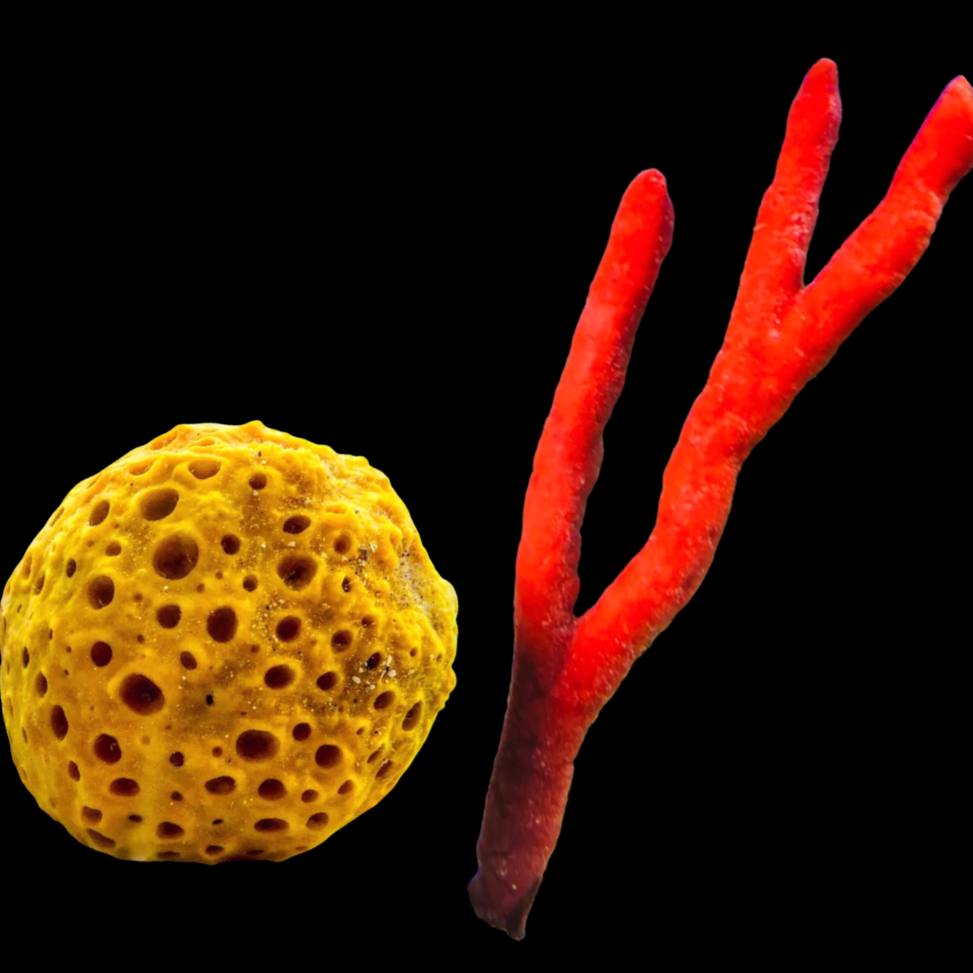 2 Pack-Yellow Ball and Red Tree Sponge