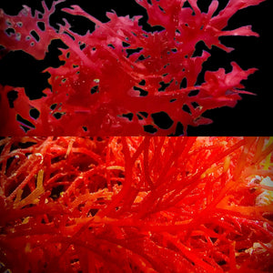 SPECIAL-2 Pack Red Macroalgae