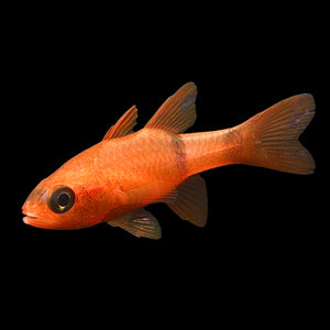 SPECIAL Aquarium Conditioned-Caribbean Flame Cardinal Fish
