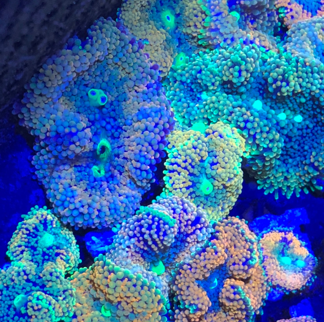 SPECIAL 5 Pack-Ricordea Coral Polyps
