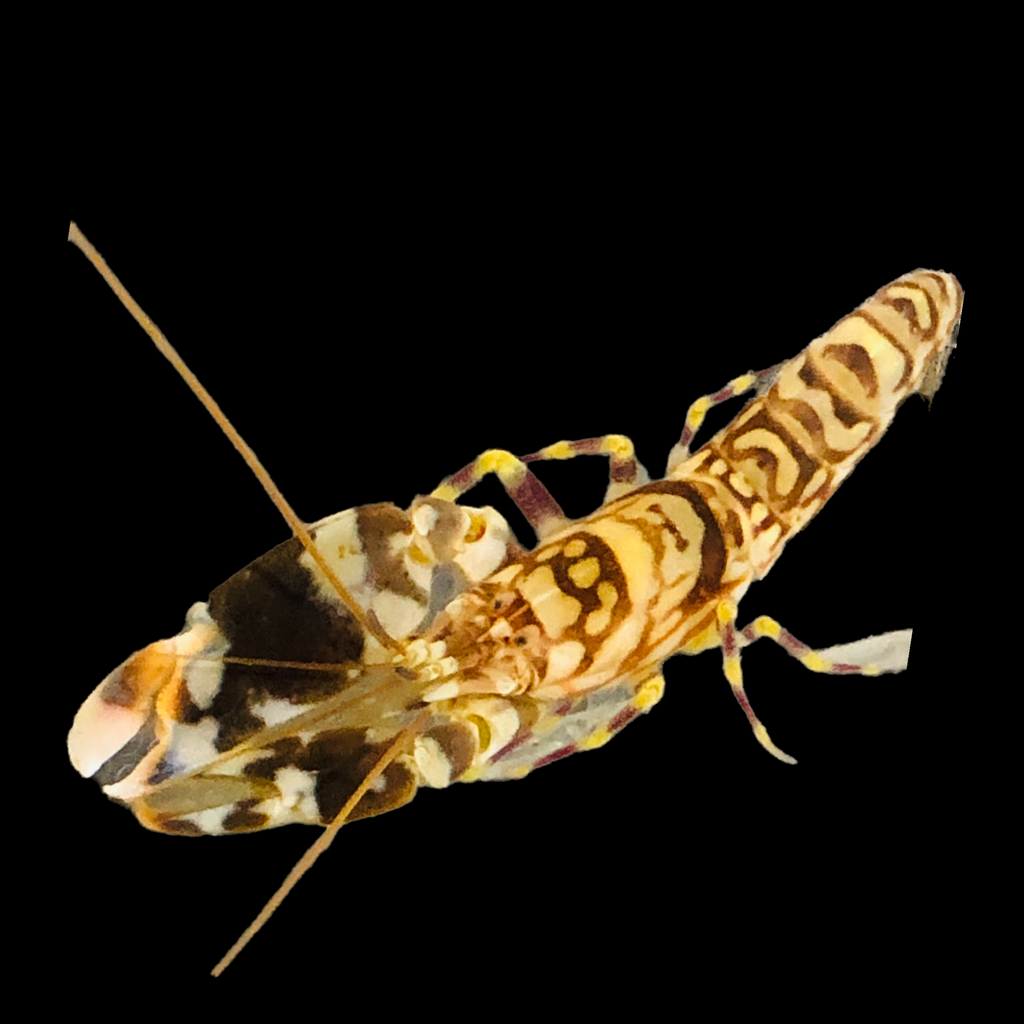 HALLOWEEN SPECIAL-Tiger Pistol Shrimp (Pairs with Gobies)