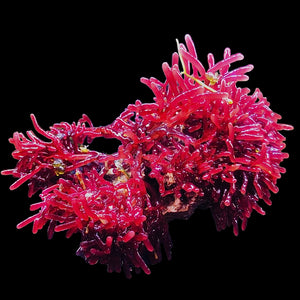 Red Rhodopeltis Macroalgae-Large Colony Cluster