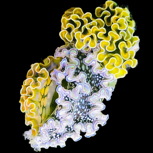 Lettuce Nudibranch (Popular)