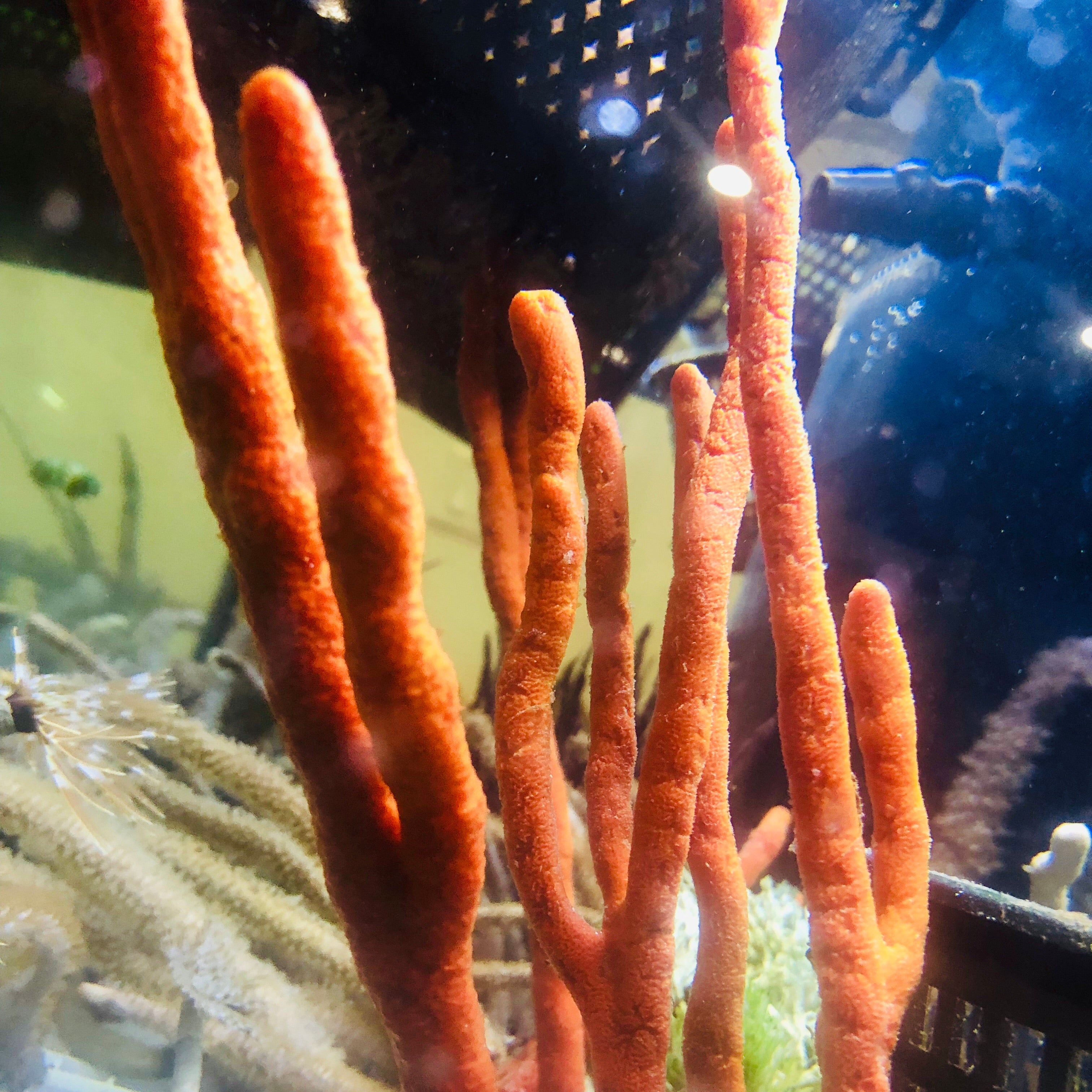 Red Branching Tree Sponge-(Great for Seahorse Hitching Posts)