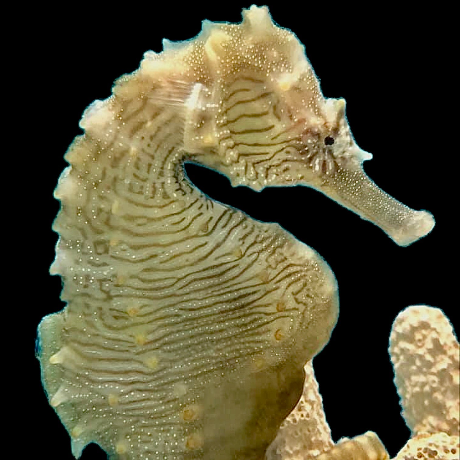 Large-Saddled Erectus Seahorse Male/Female Pair