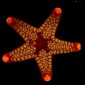 Mosaic Fromia Starfish (Very Nice)