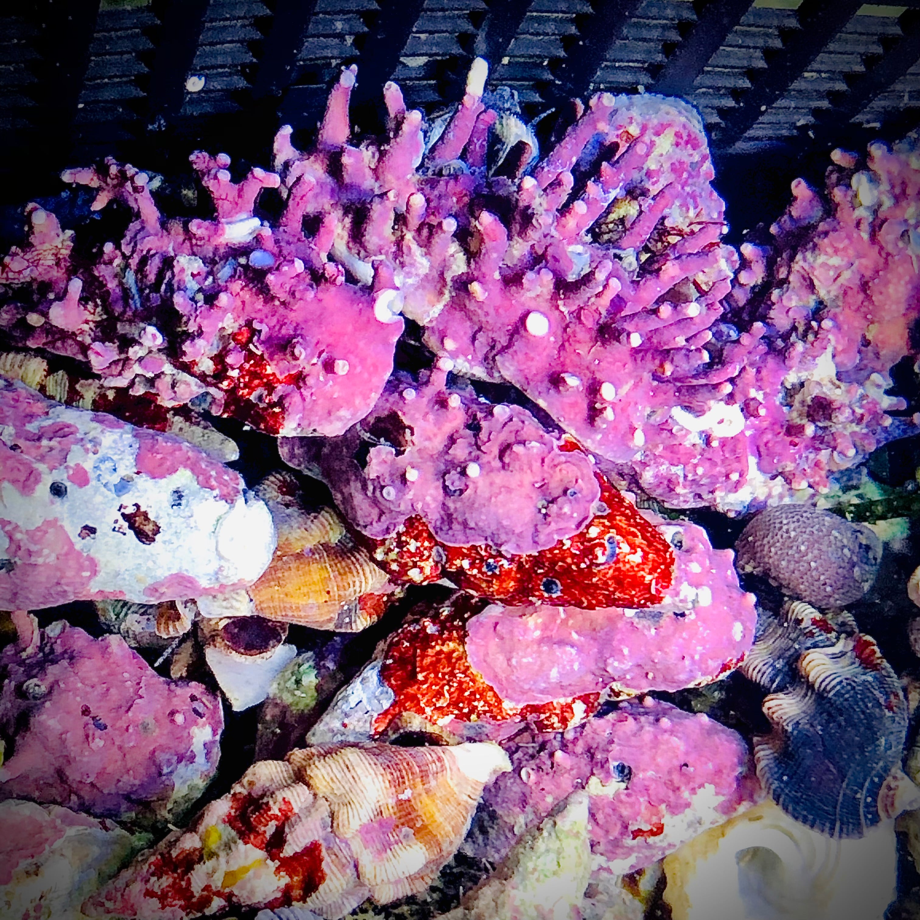 Coralline Covered Cerith Snail-Eat Algae and Detritous (Popular)